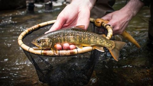 Tenkara Iwana Japan.jpg